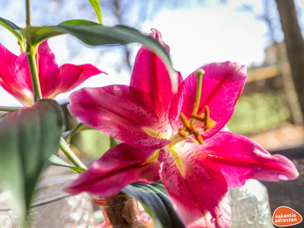 Vakantieadressen accommodatie afbeelding