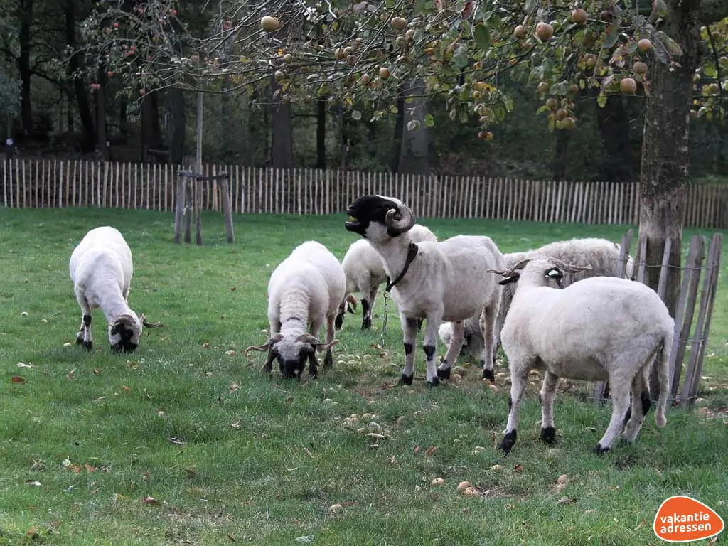 Vakantieadressen accommodatie afbeelding