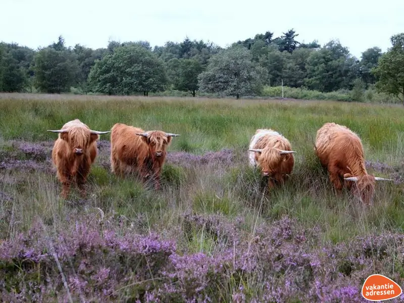 Vakantieadressen accommodatie afbeelding