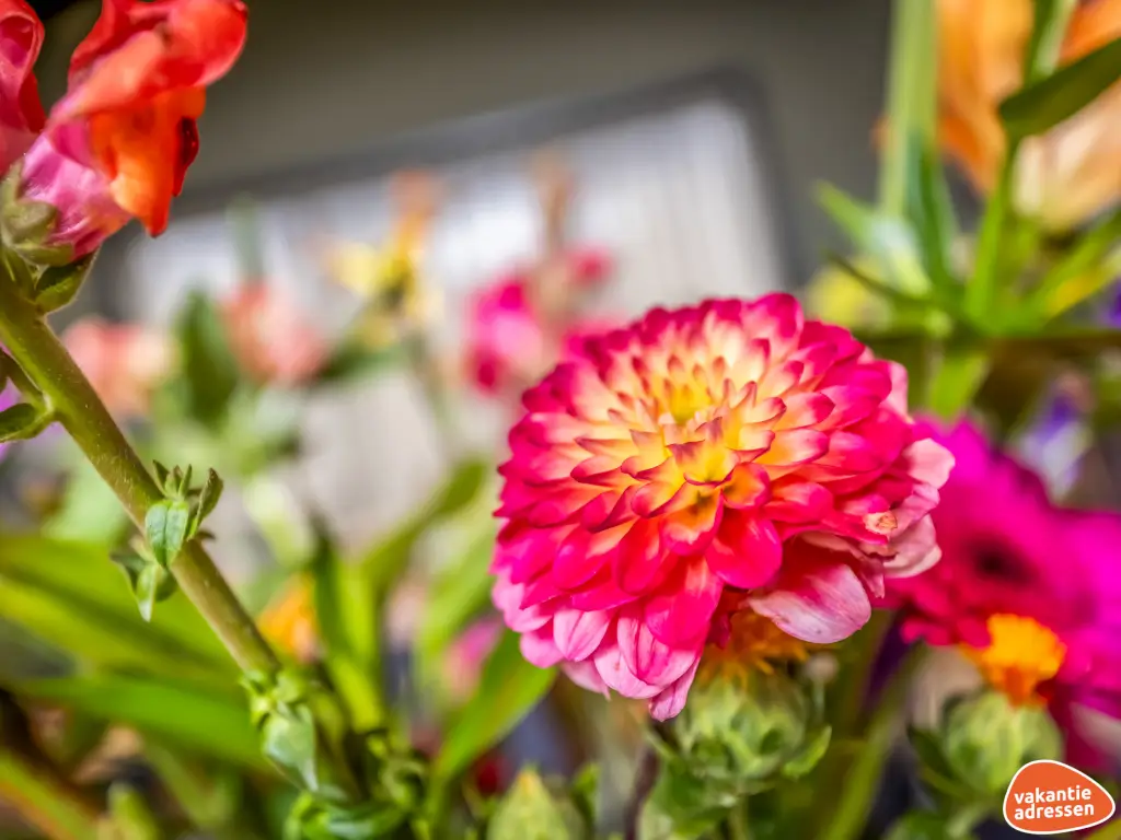 Vakantieadressen accommodatie afbeelding