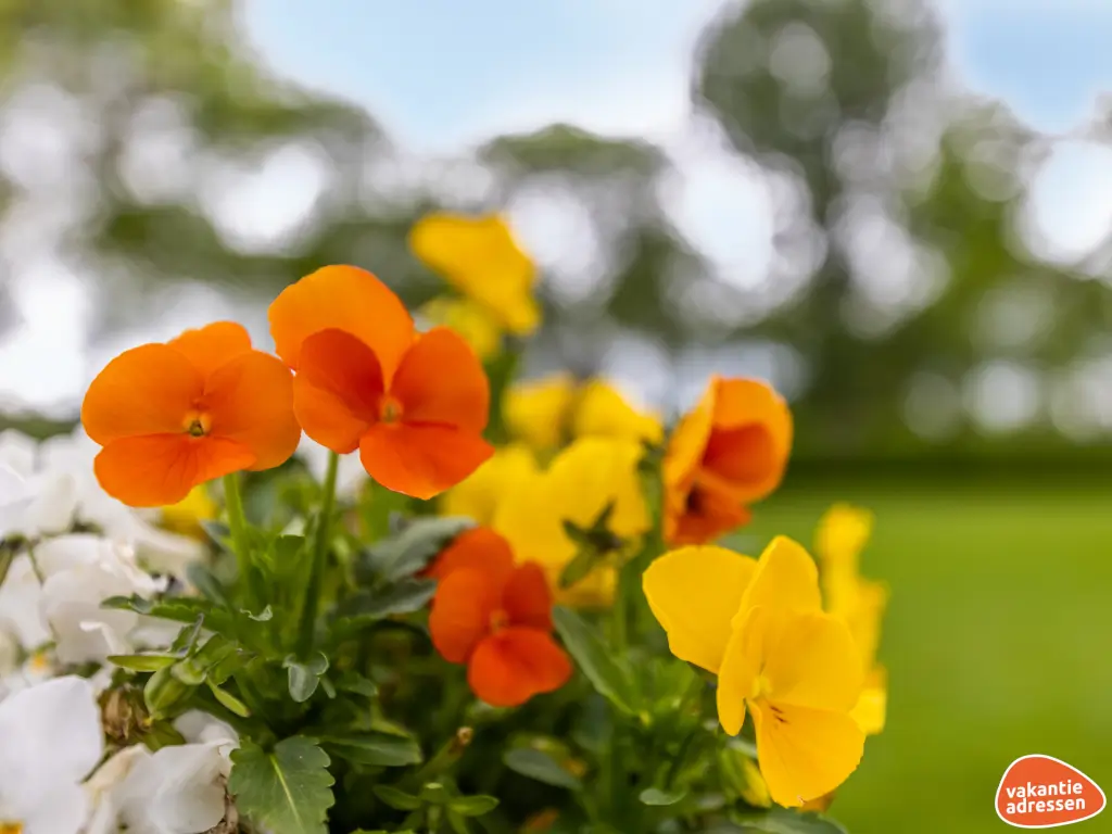 Vakantieadressen accommodatie afbeelding