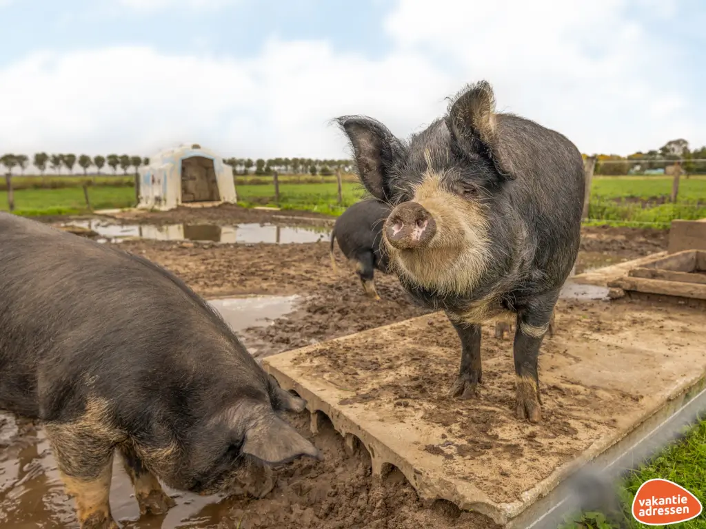 Vakantieadressen accommodatie afbeelding