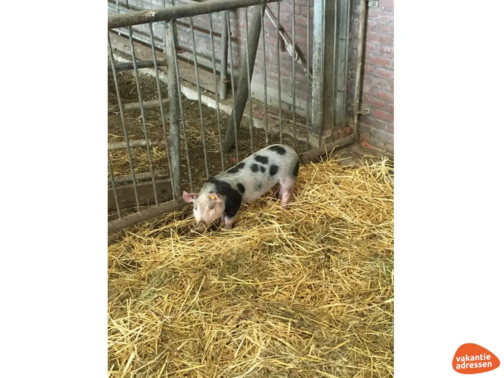 Vakantieadressen accommodatie afbeelding