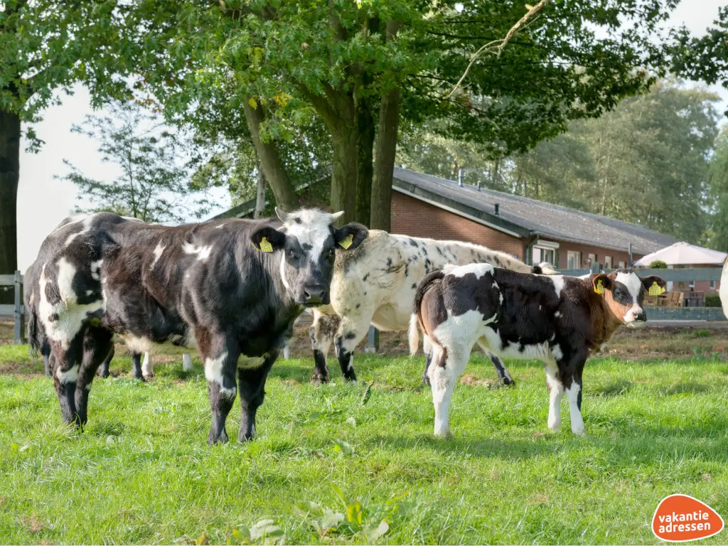 Vakantieadressen accommodatie afbeelding