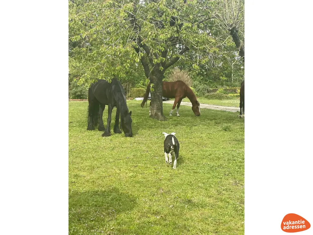 Vakantieadressen accommodatie afbeelding