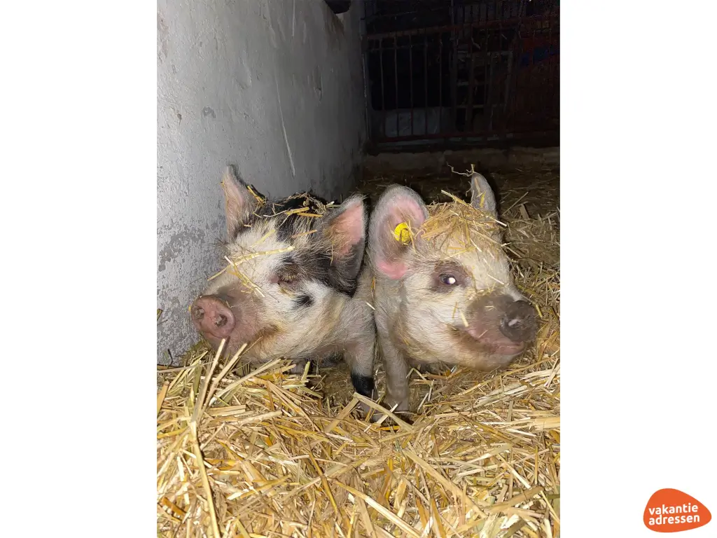 Vakantieadressen accommodatie afbeelding