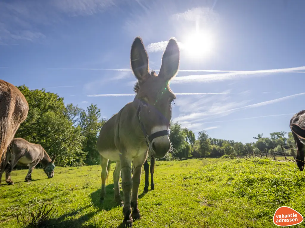 Vakantieadressen accommodatie afbeelding