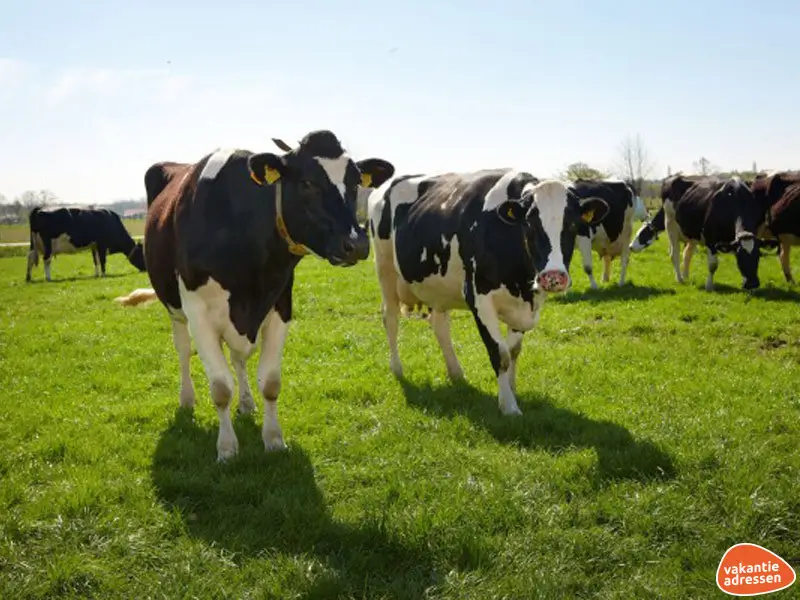 Vakantieadressen accommodatie afbeelding