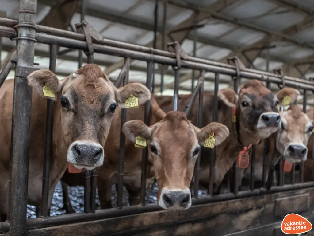 Vakantieadressen accommodatie afbeelding